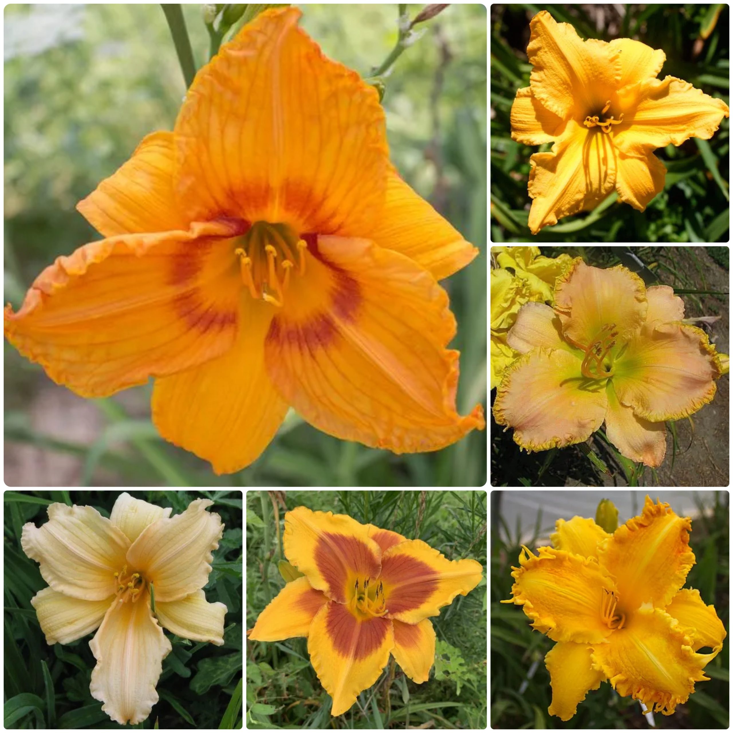 Apricot Aura Daylily Collection