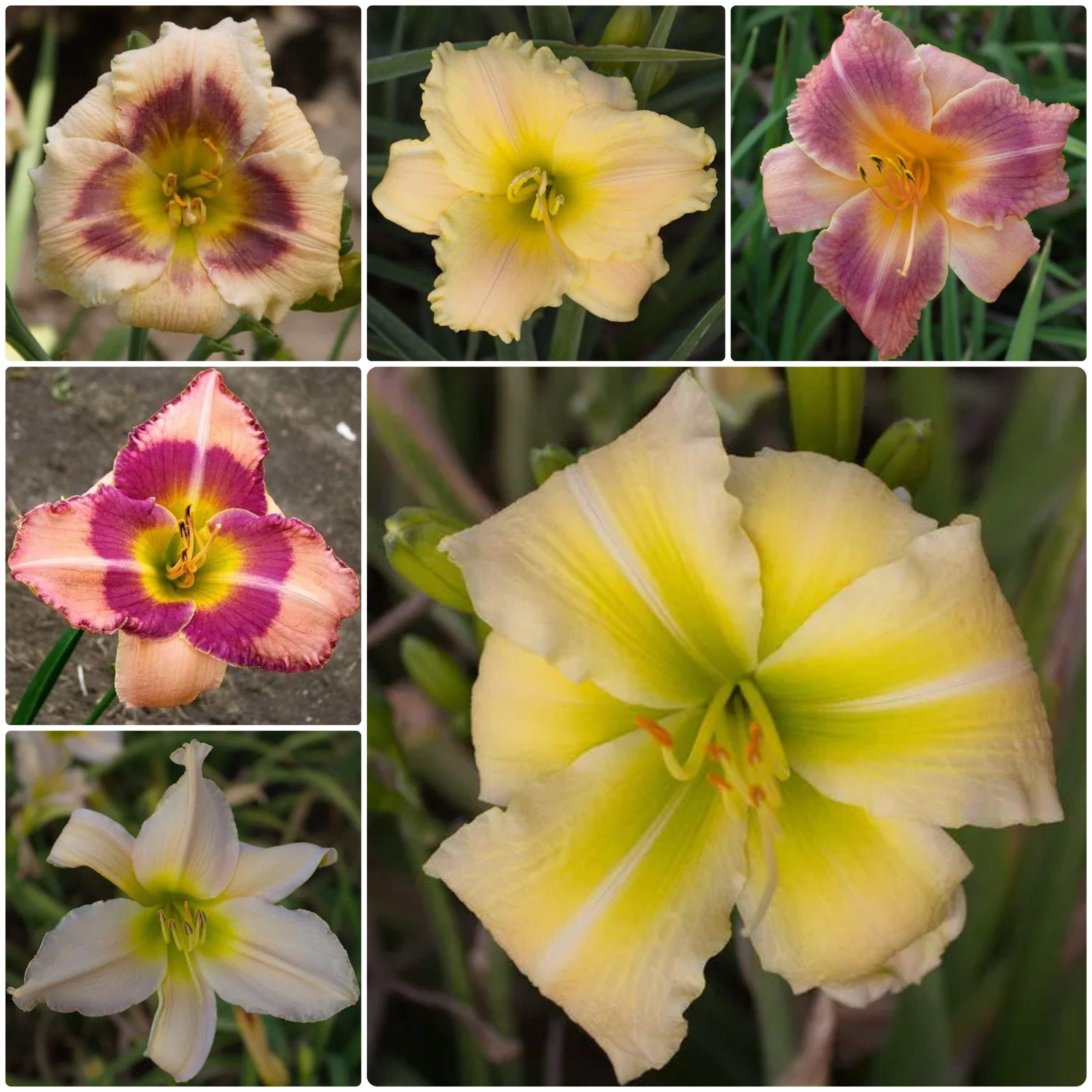 Edens Escape Daylily Collection