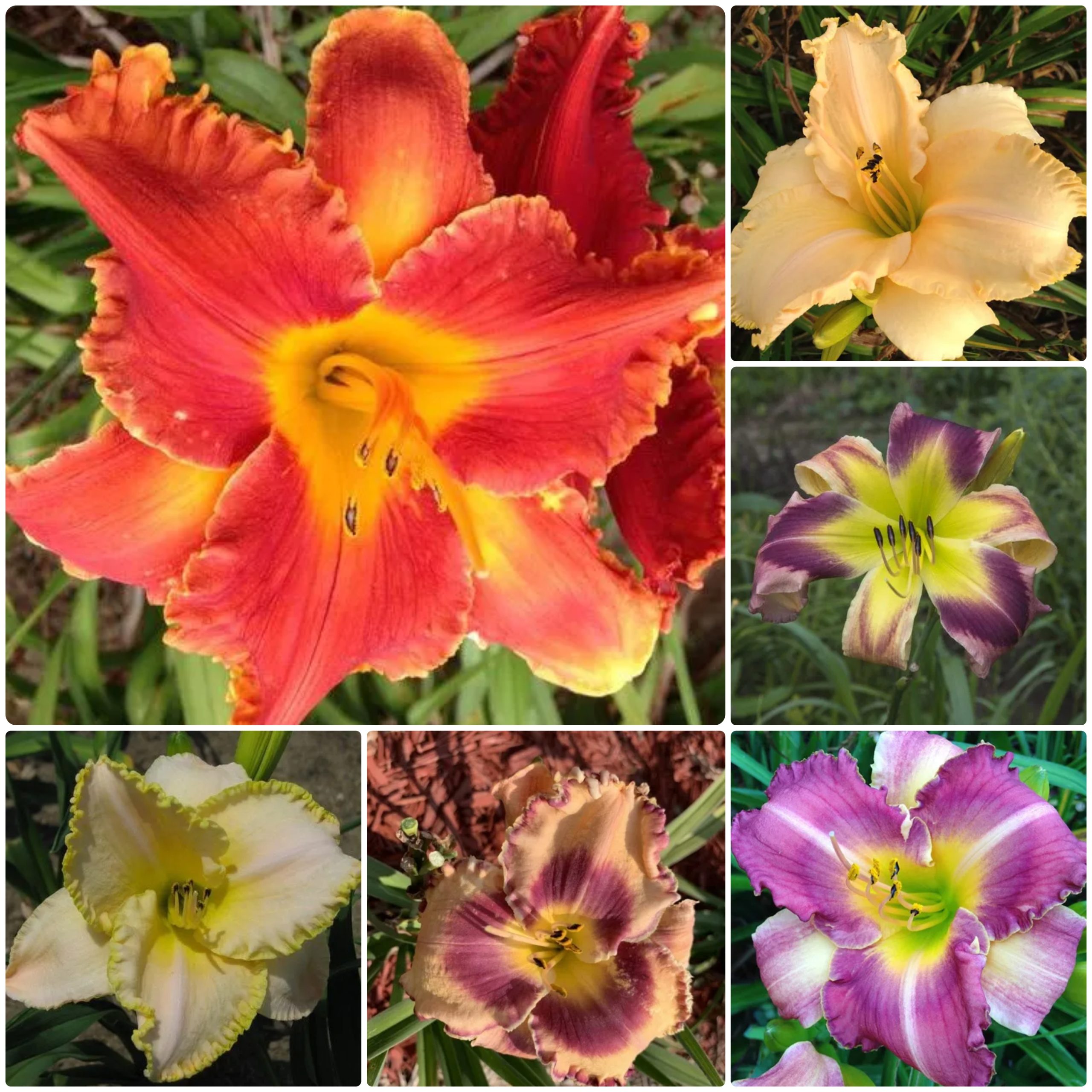 Endless Encore Reblooming Daylily Collection
