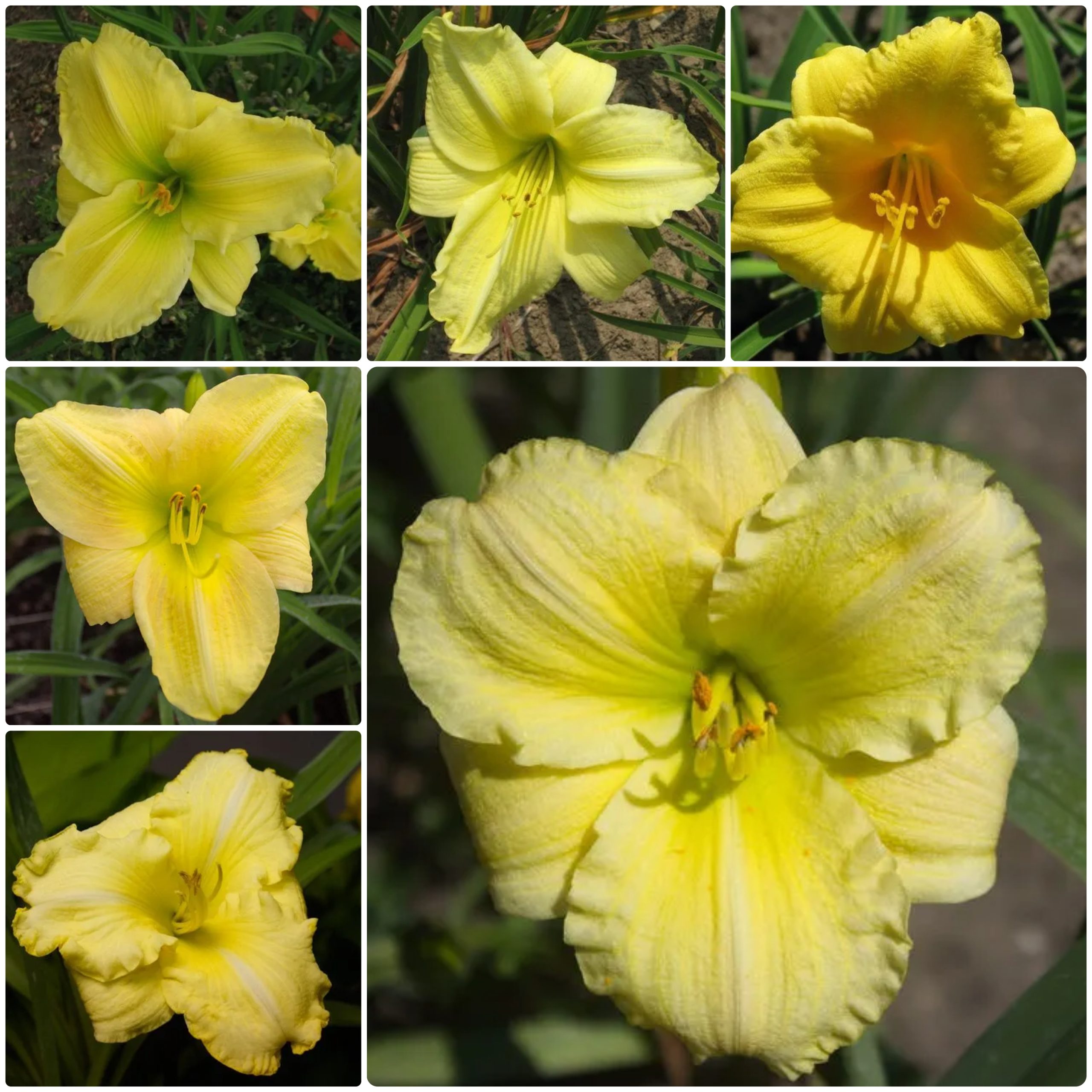 Golden Sunrise Daylily Collection