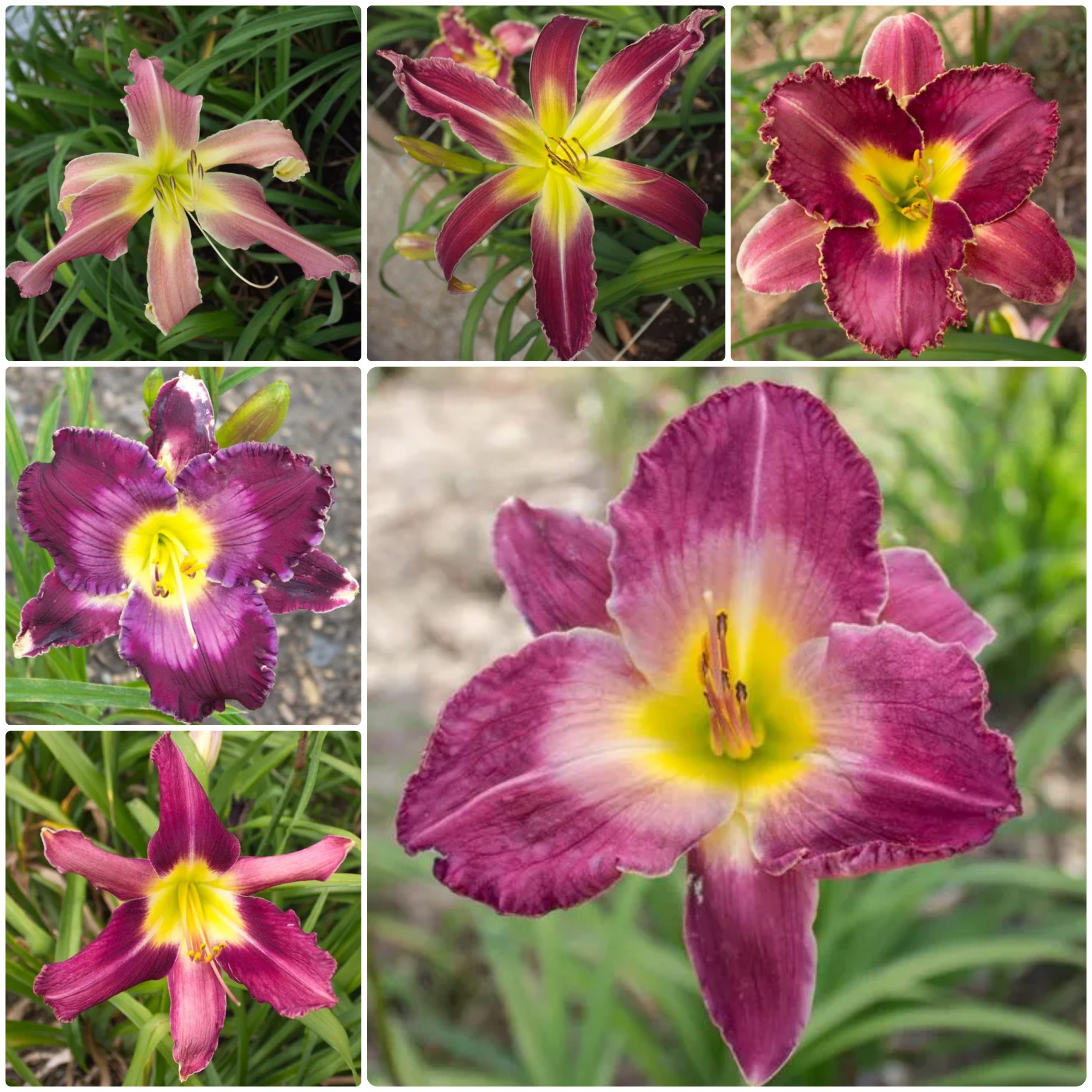 Lilac Lullaby Daylily Collection