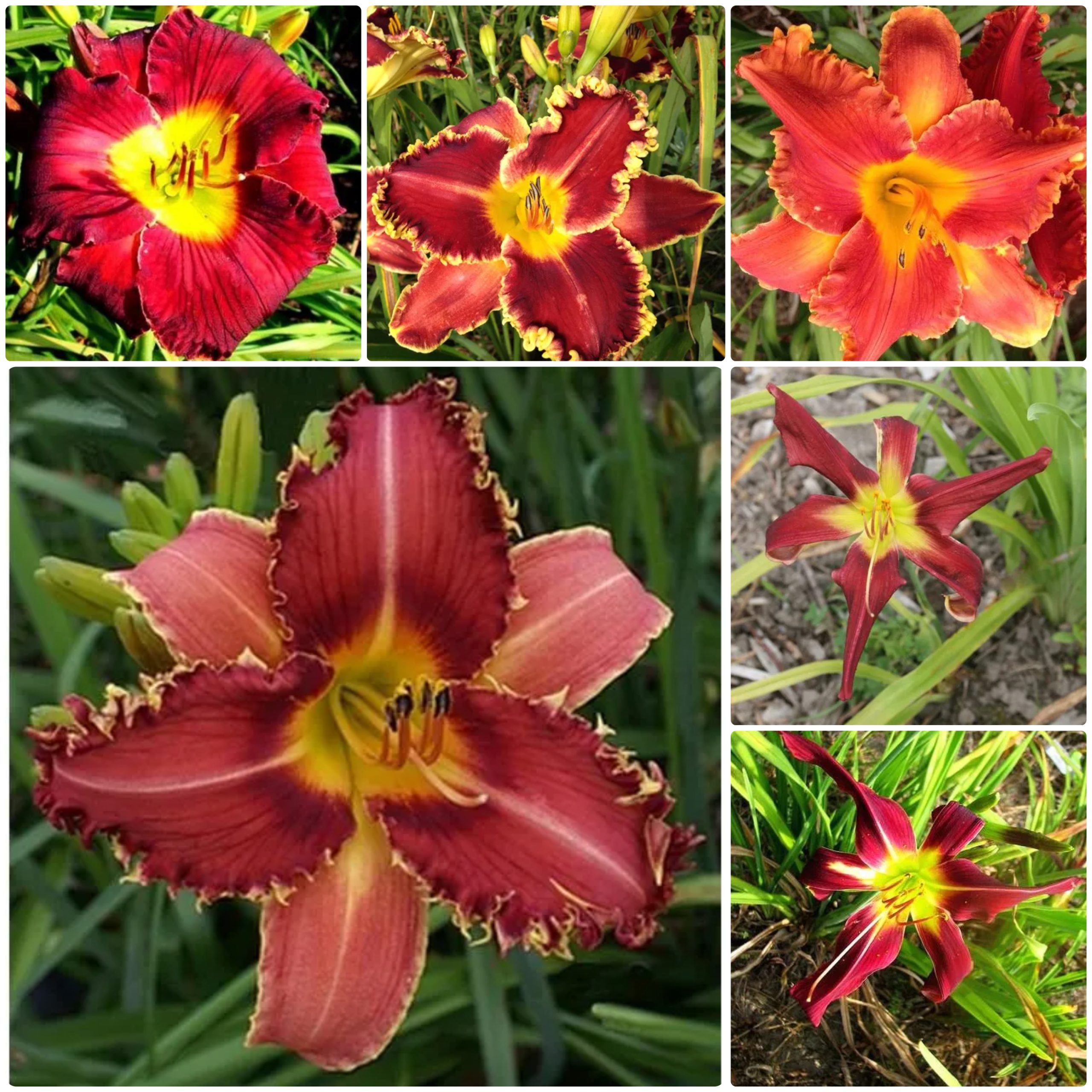 Midnight Red Daylily Collection
