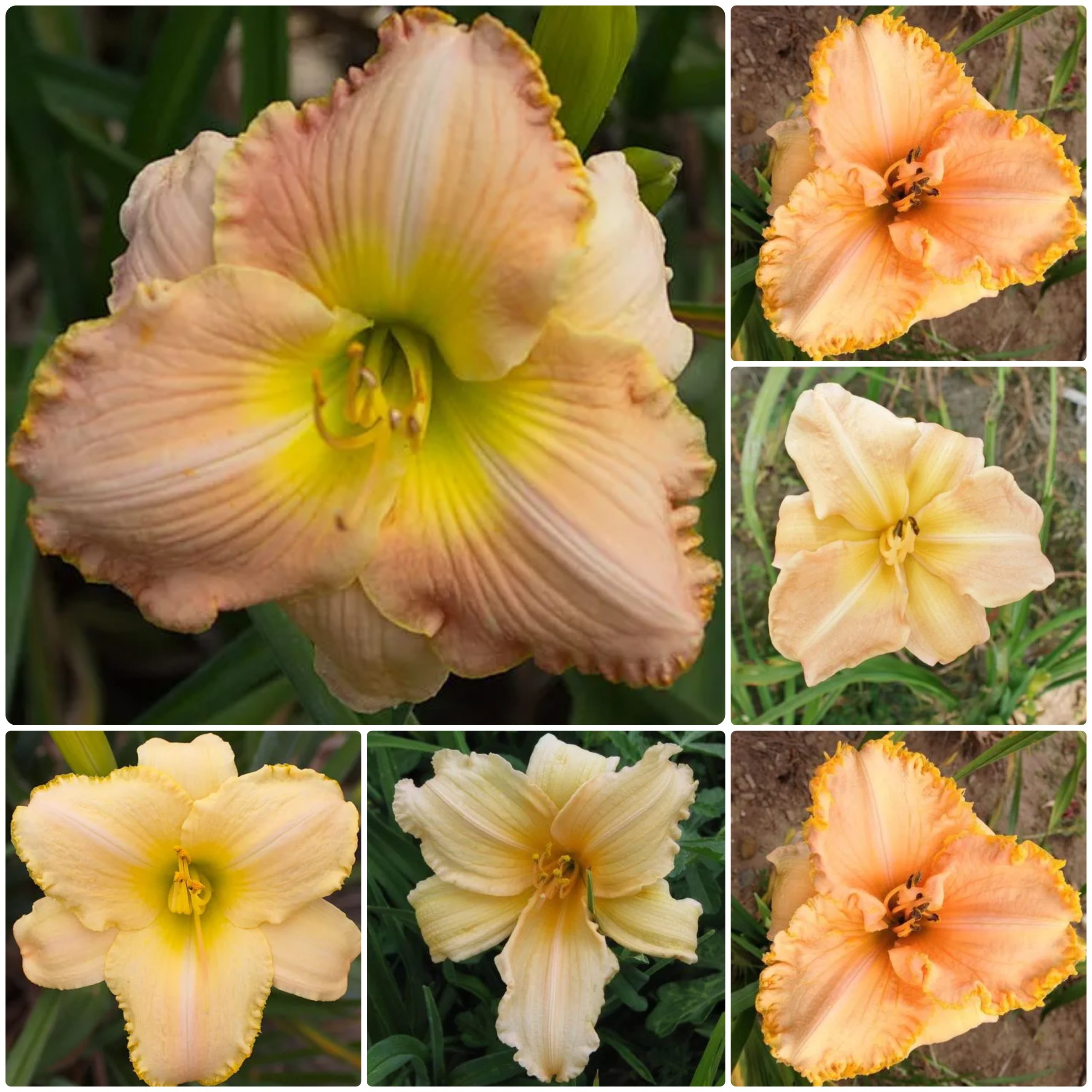 Peaches and Cream Daylily Collection