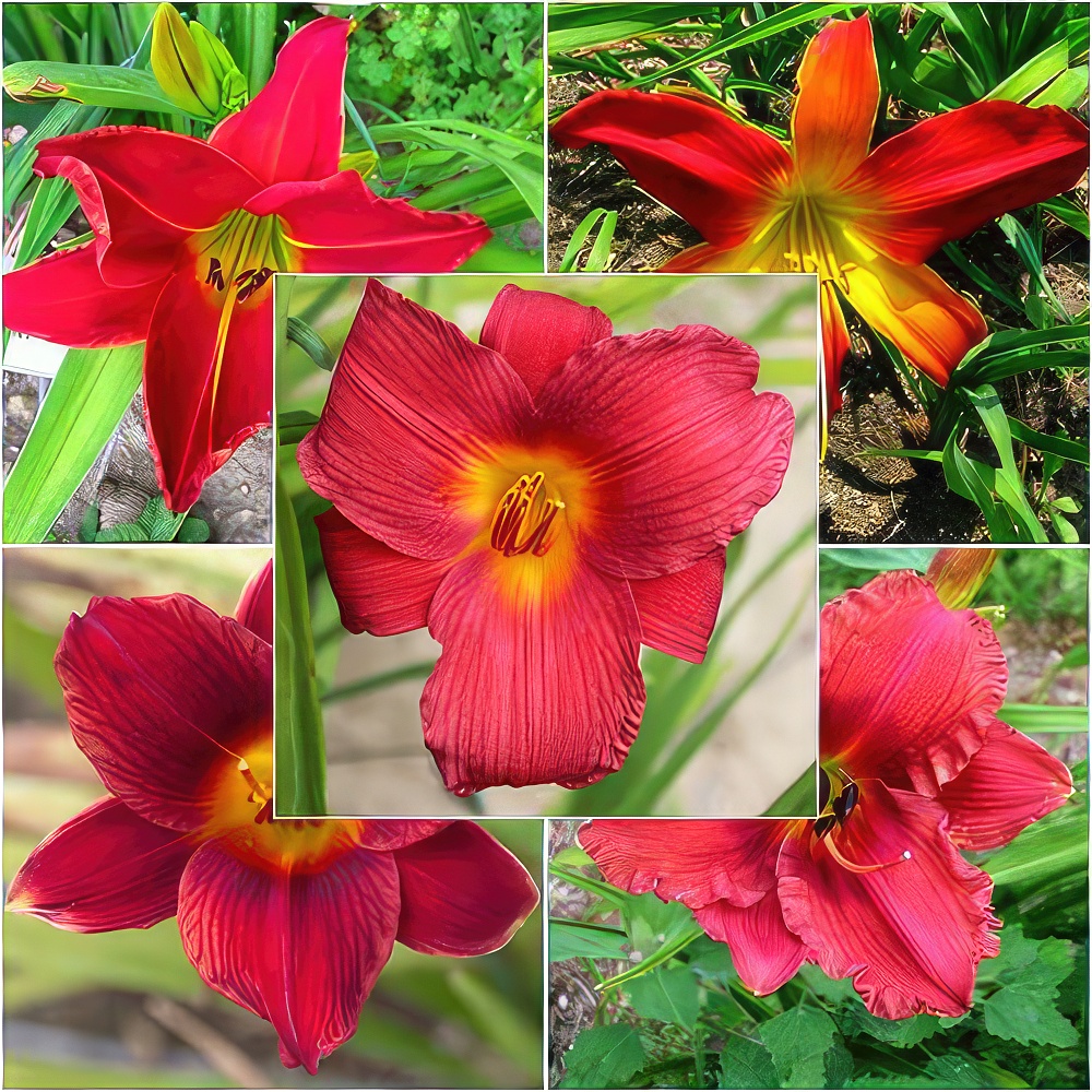 Red Radiance Daylily Collection