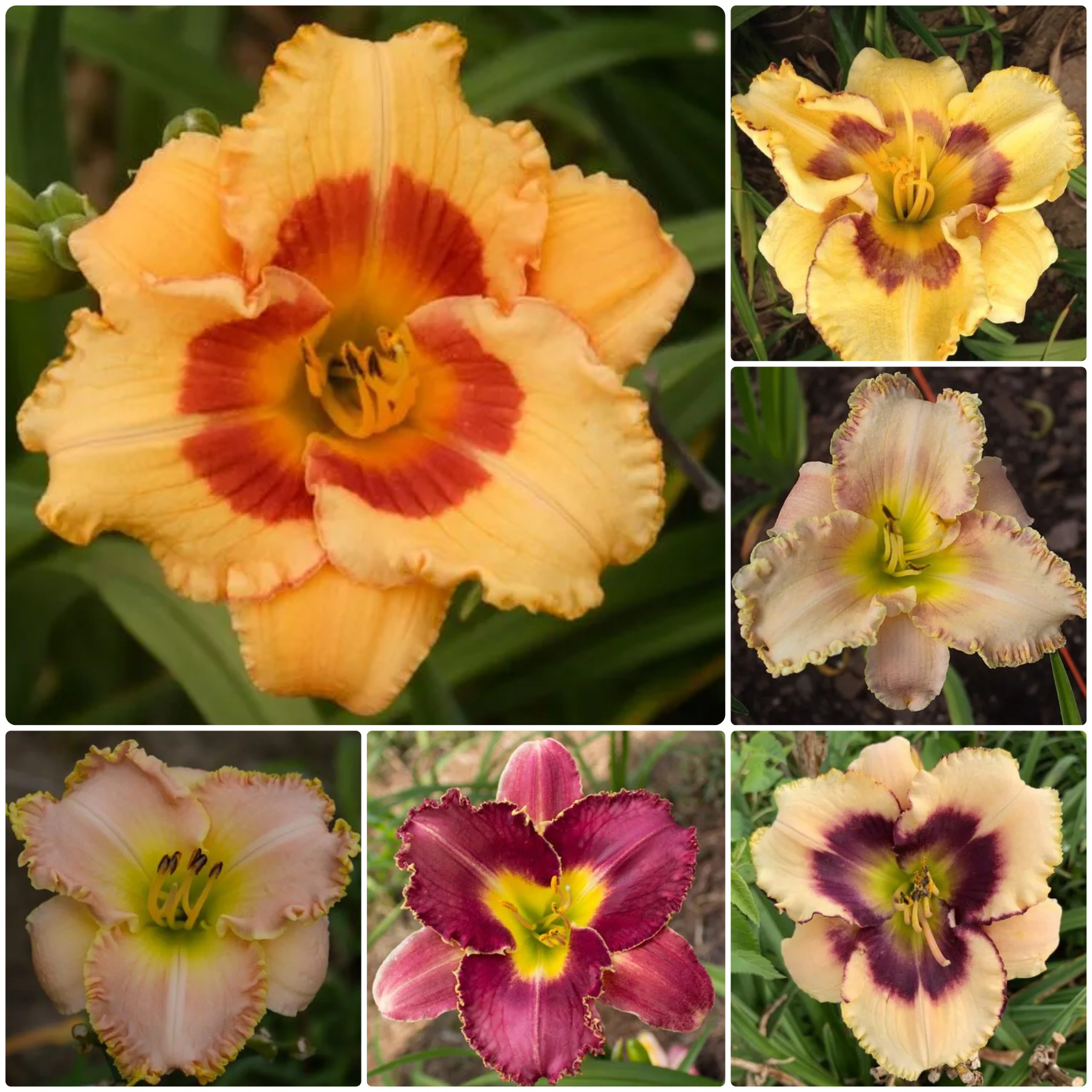 Scented Symphony Fragrant Daylily Collection