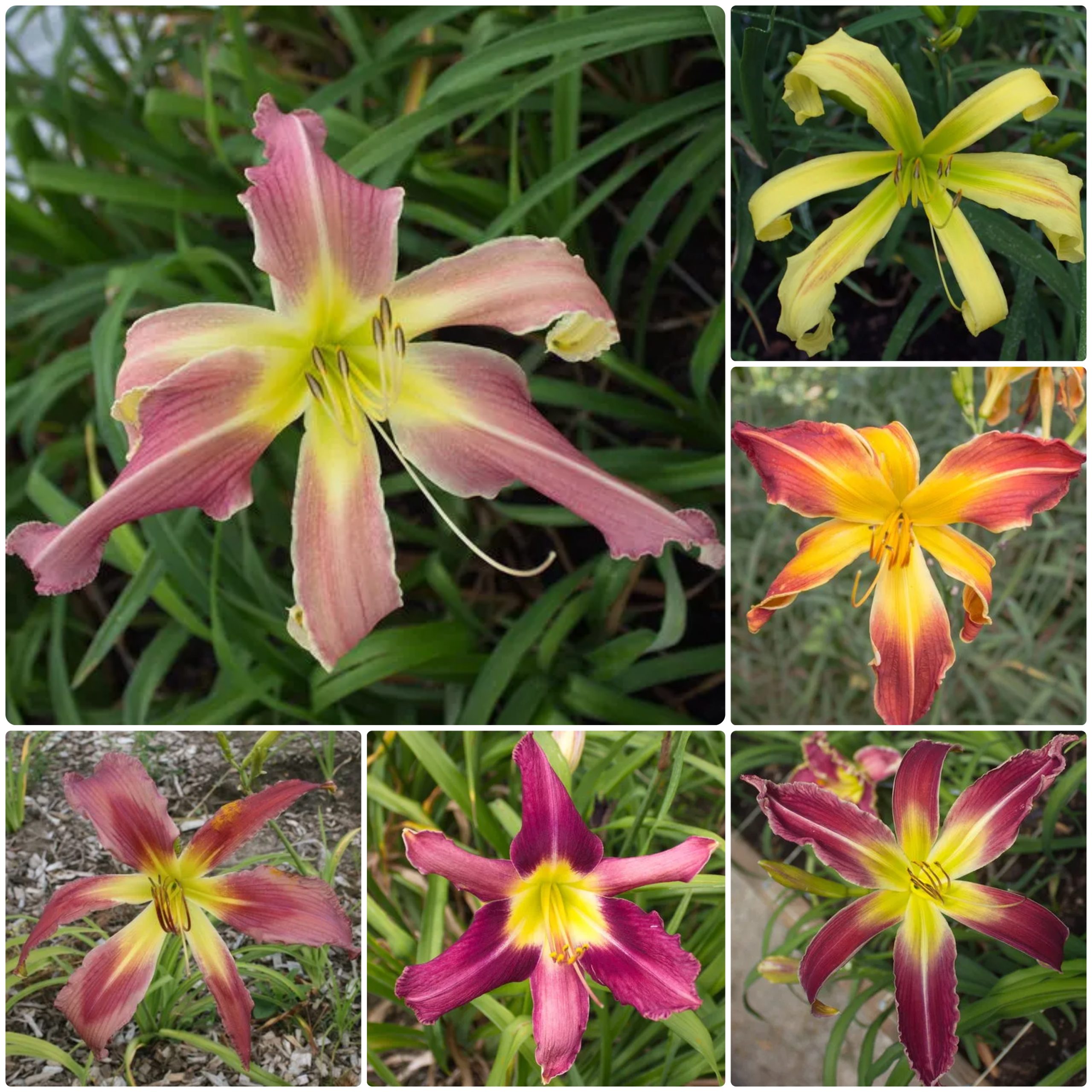 Tropical Paradise Daylily Collection