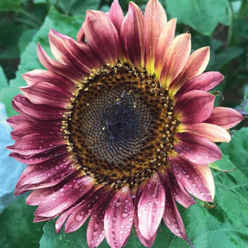 Sunflower Pro Cut Plum