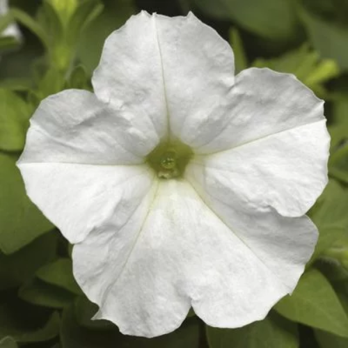 Petunia Picobella White