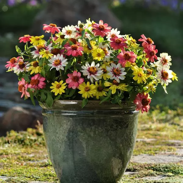 Zinnia Zahara Raspberry Lemonade Mixture