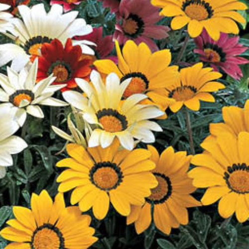 Gazania Kiss Frosty Mix