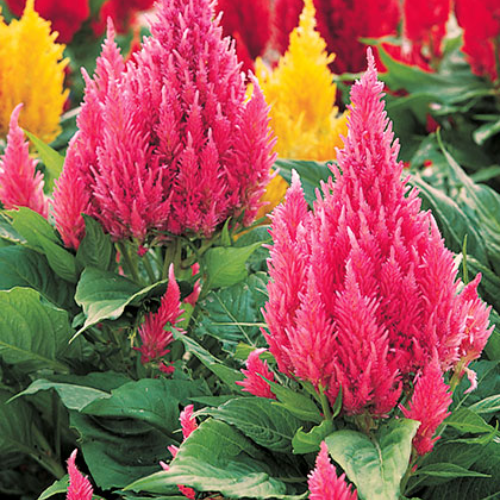 Celosia Castle Pink