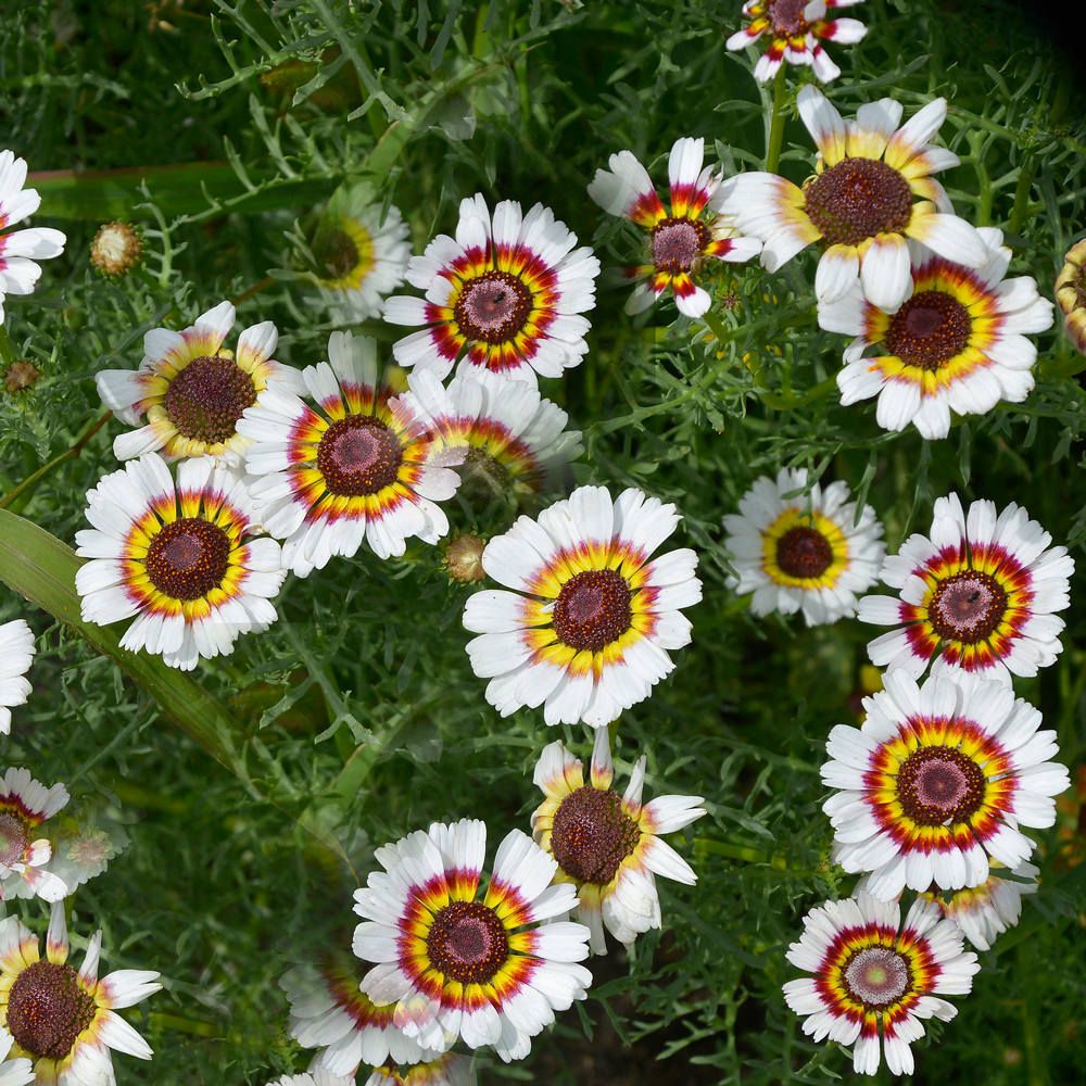 Painted Daisy Tri-Color